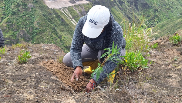 FORESTACIÓN DE LA QUEBRADA PACHANLICA: 2400 NUEVAS PLANTAS PARA COMBATIR EL VIENTO